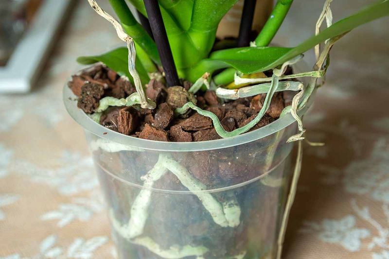 Master The Watering Schedule