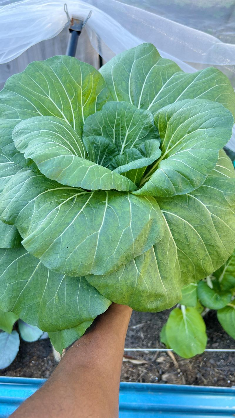 Time Your Planting