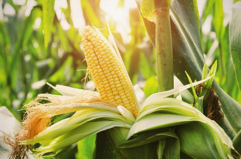 Corncobs (Crushed)