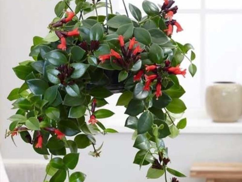 Lipstick Plant
