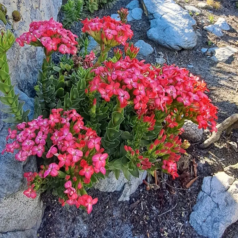 Crassula coccinea (Red Crassula)