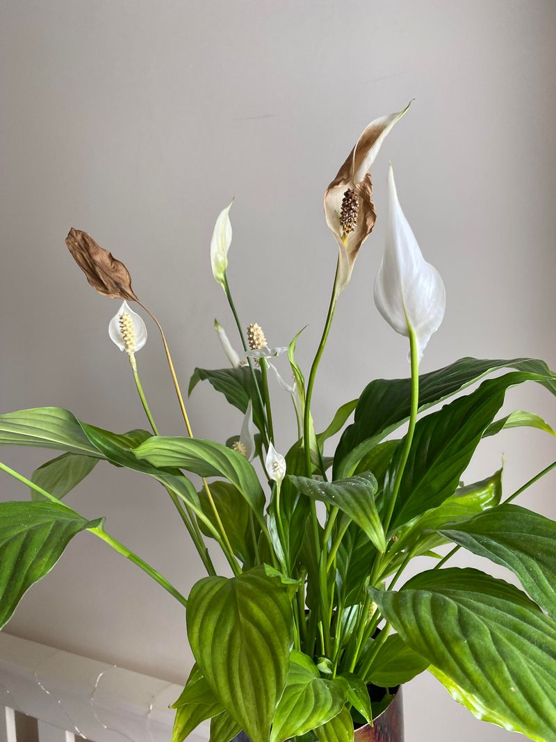 Peace Lily