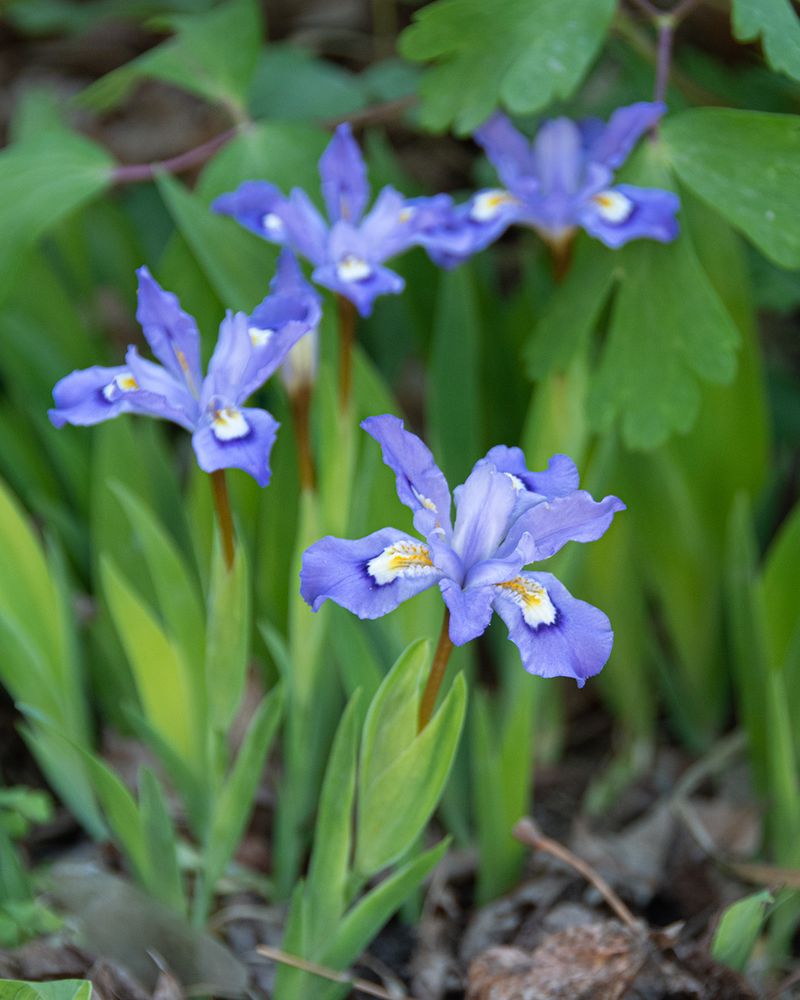 Dwarf Crested Iris