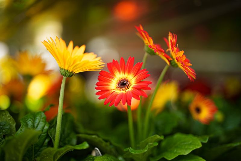 Gerbera Daisies: Pop of Perfection
