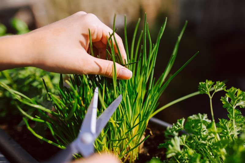 Chives