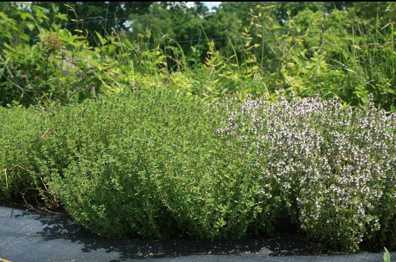 Thyme