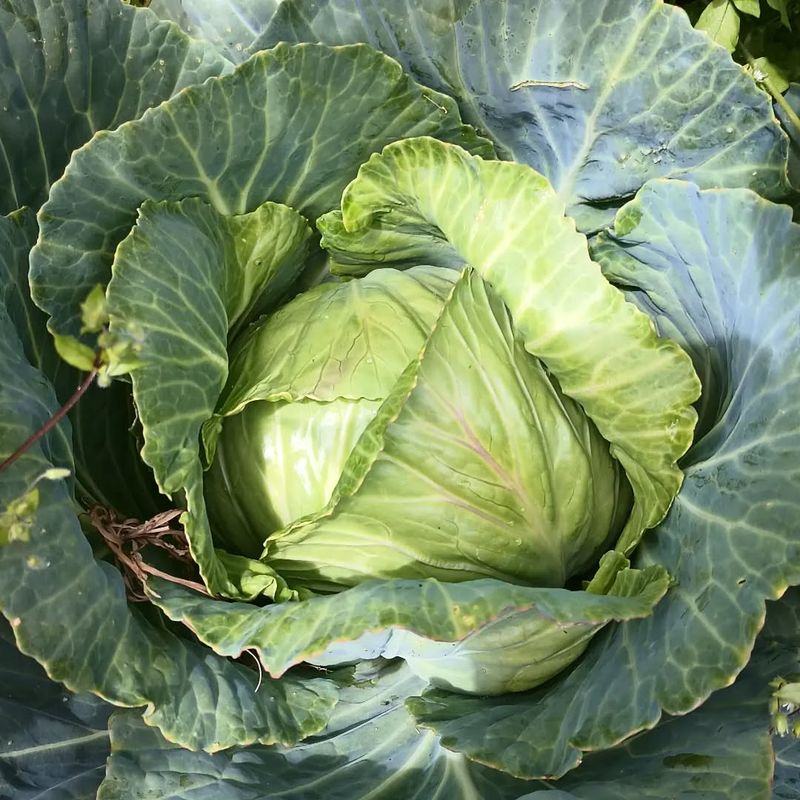 Cabbage