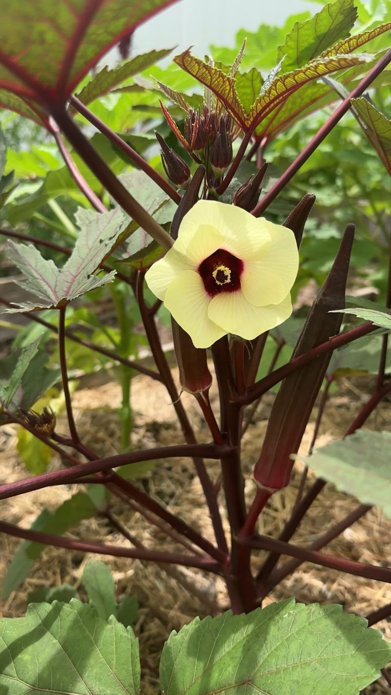 Okra