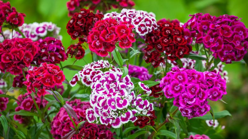 Dianthus