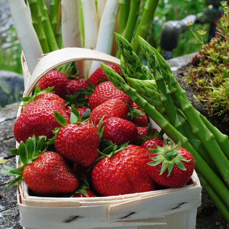 Asparagus: Long-Term Garden Partners