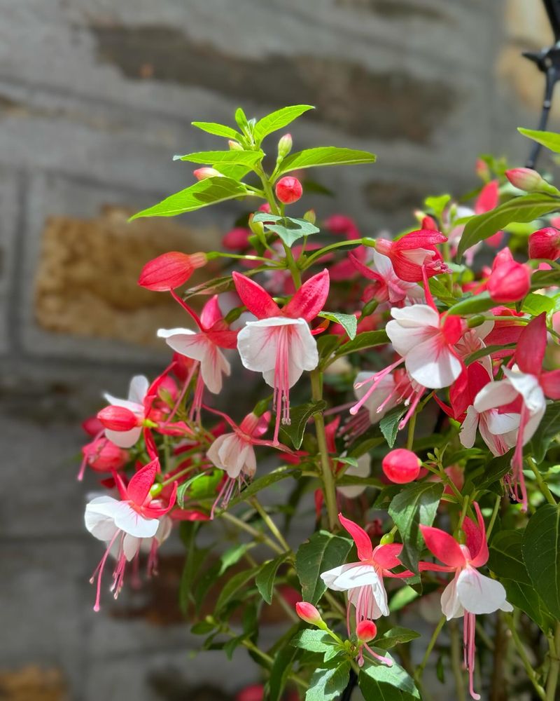 Fuchsias