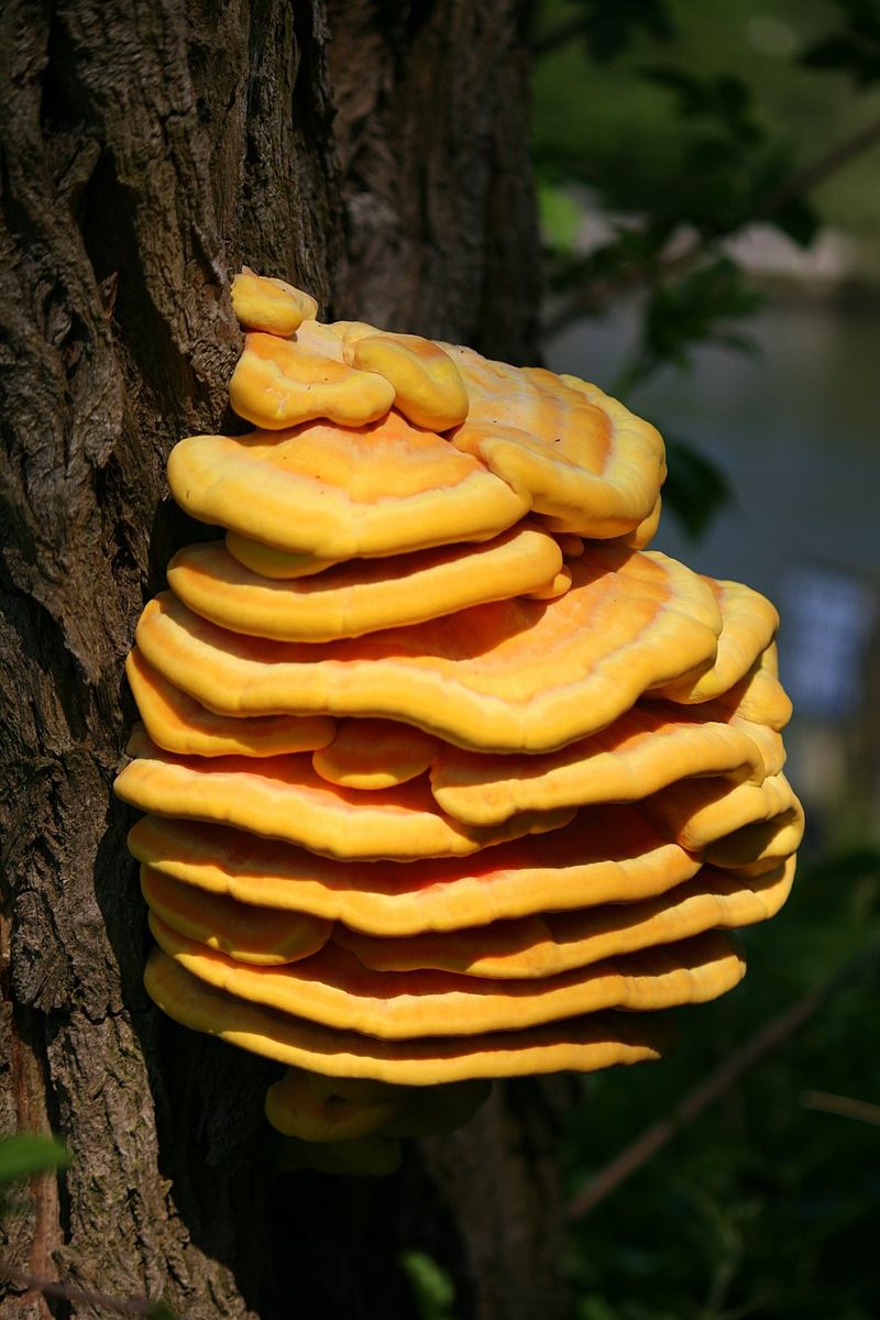 Sulphur Shelf (Laetiporus sulphureus)