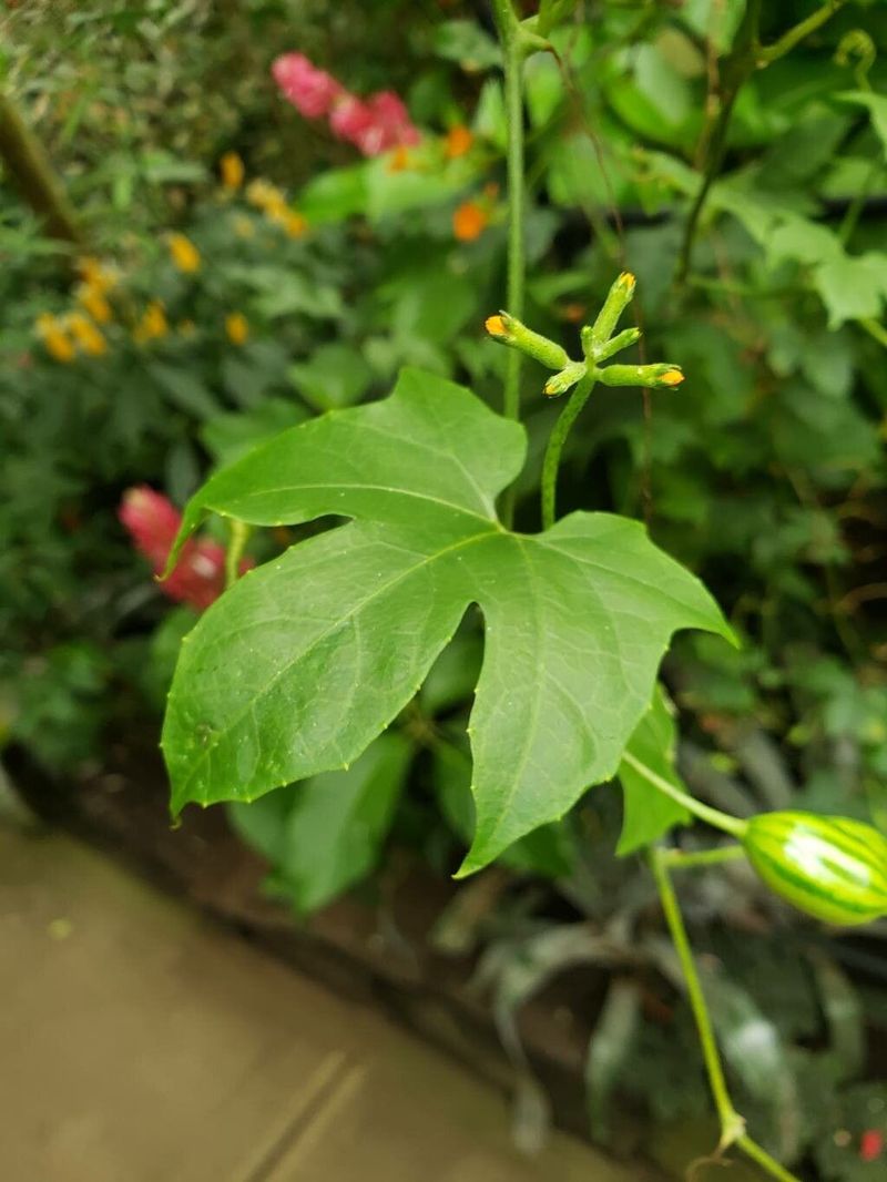Diplocyclos Palmatus (Lollipop Climber)