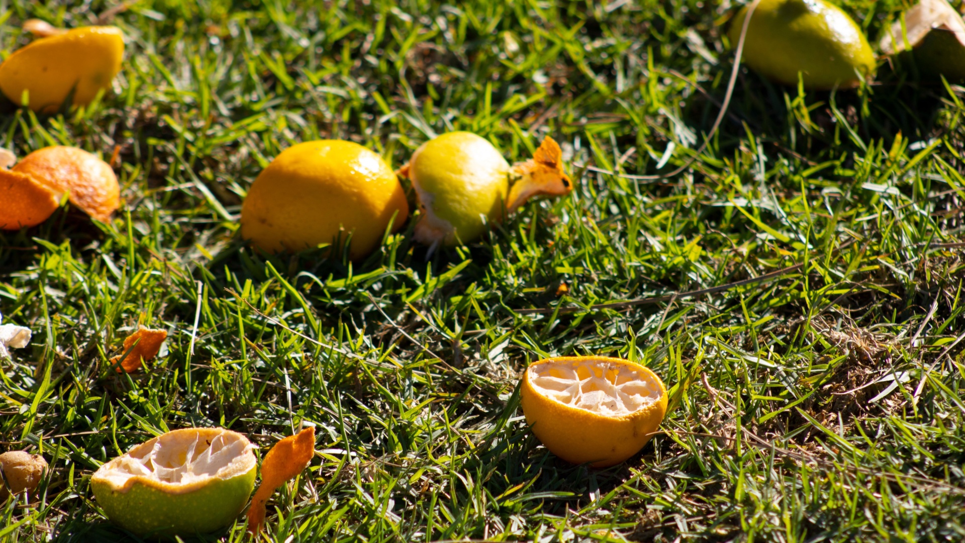 citrus peels on soil