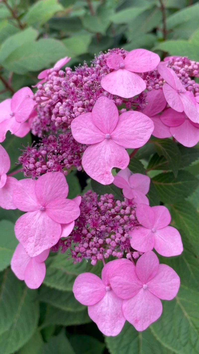 Twist-N-Shout Hydrangea