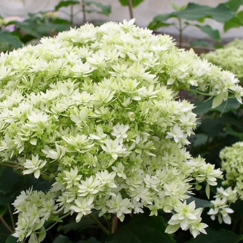 Hayes Starburst Hydrangea