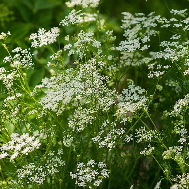 Caraway (Carum carvi)