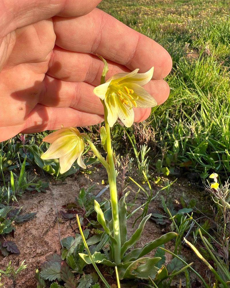 Suppresses Native Plants