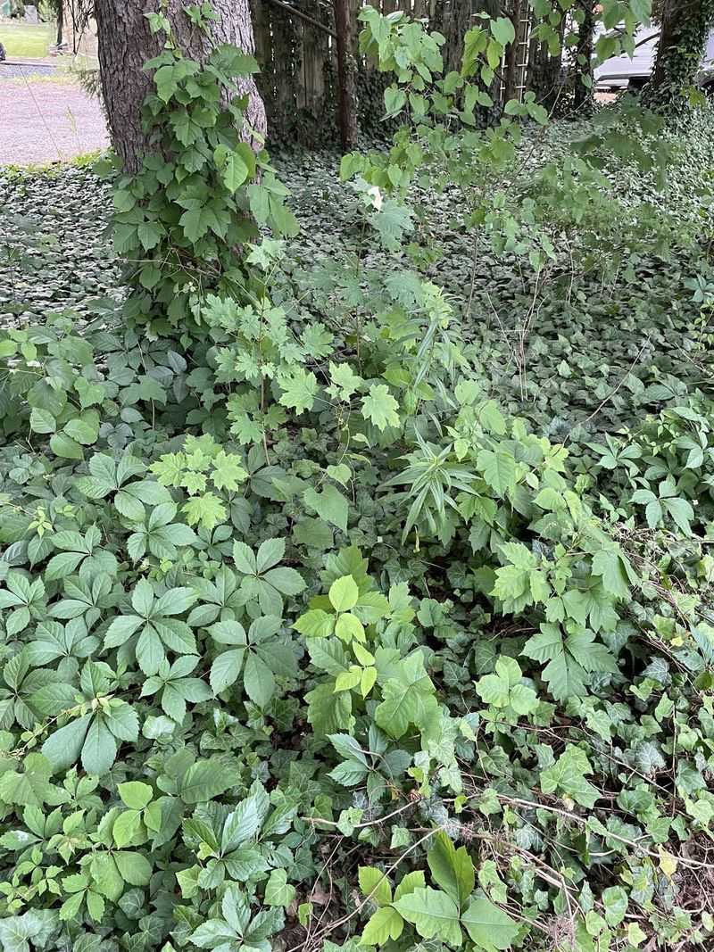 Poison Ivy Cleanup