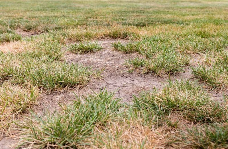 Spot-Seed Bare Patches