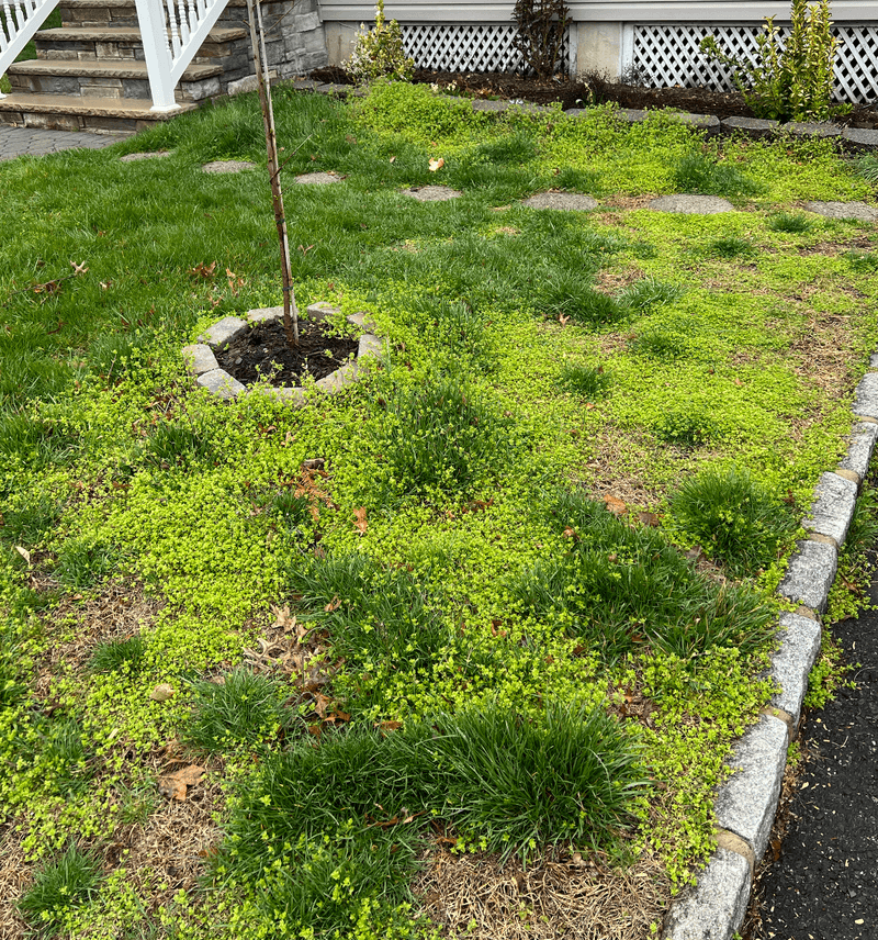 Reduce Lawn Chemicals