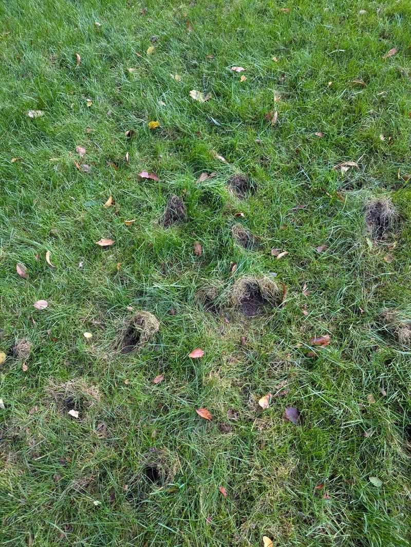 Soil Aeration Specialists