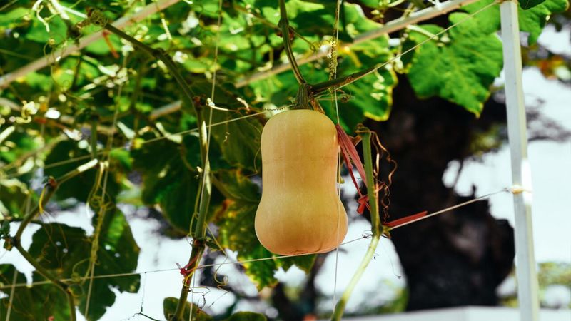 Elevate Fruits Off The Ground