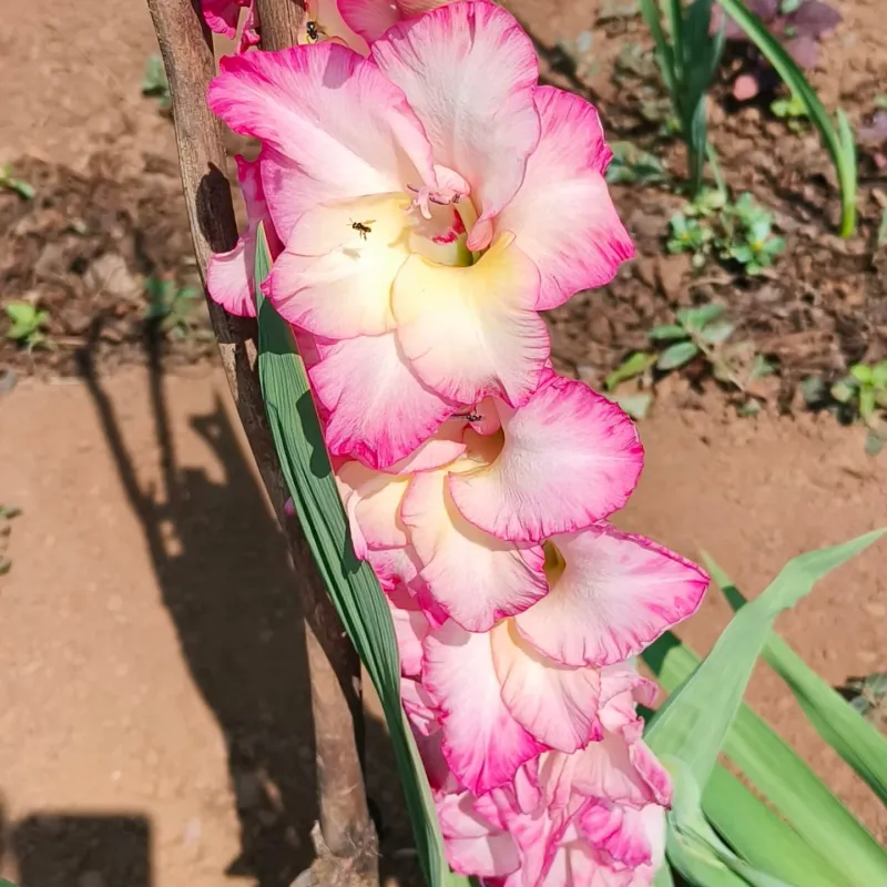 Gladiolus: Strength of Character