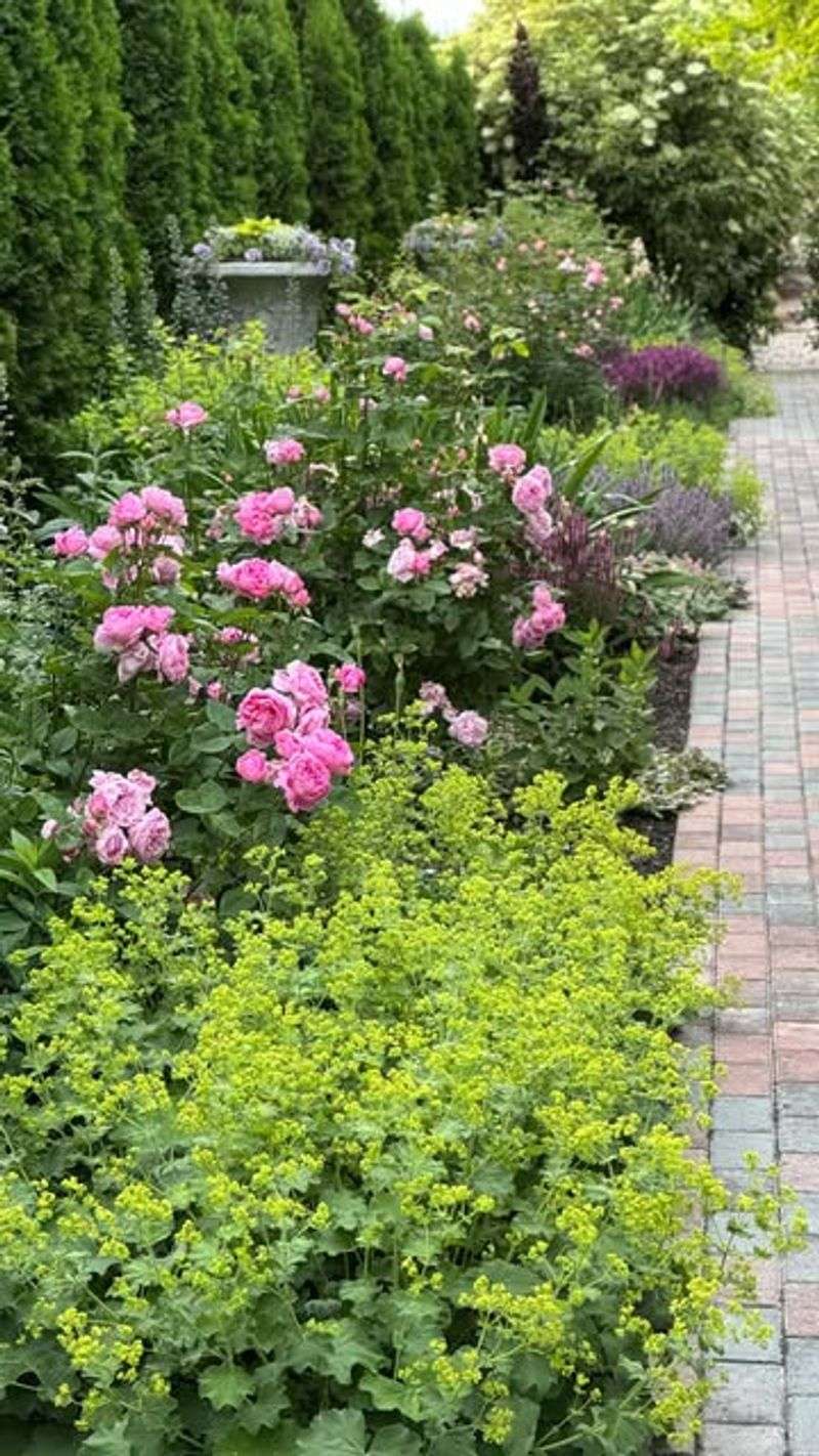 Lady's Mantle: Elegant Edging