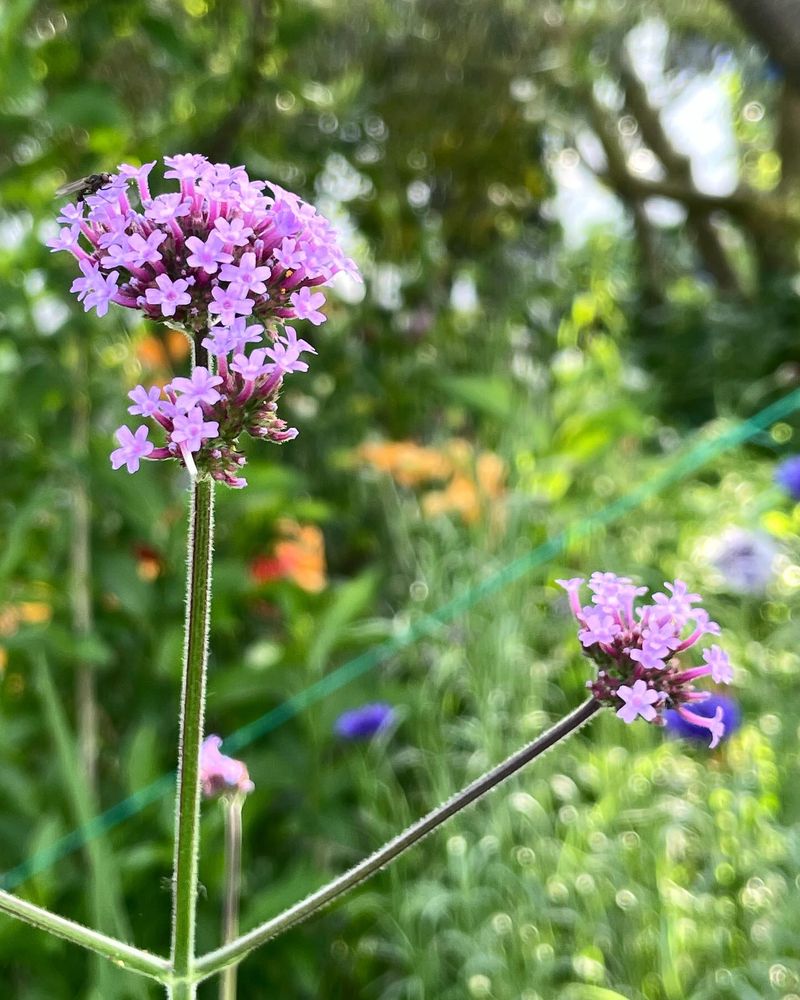 Verbena bonariensis