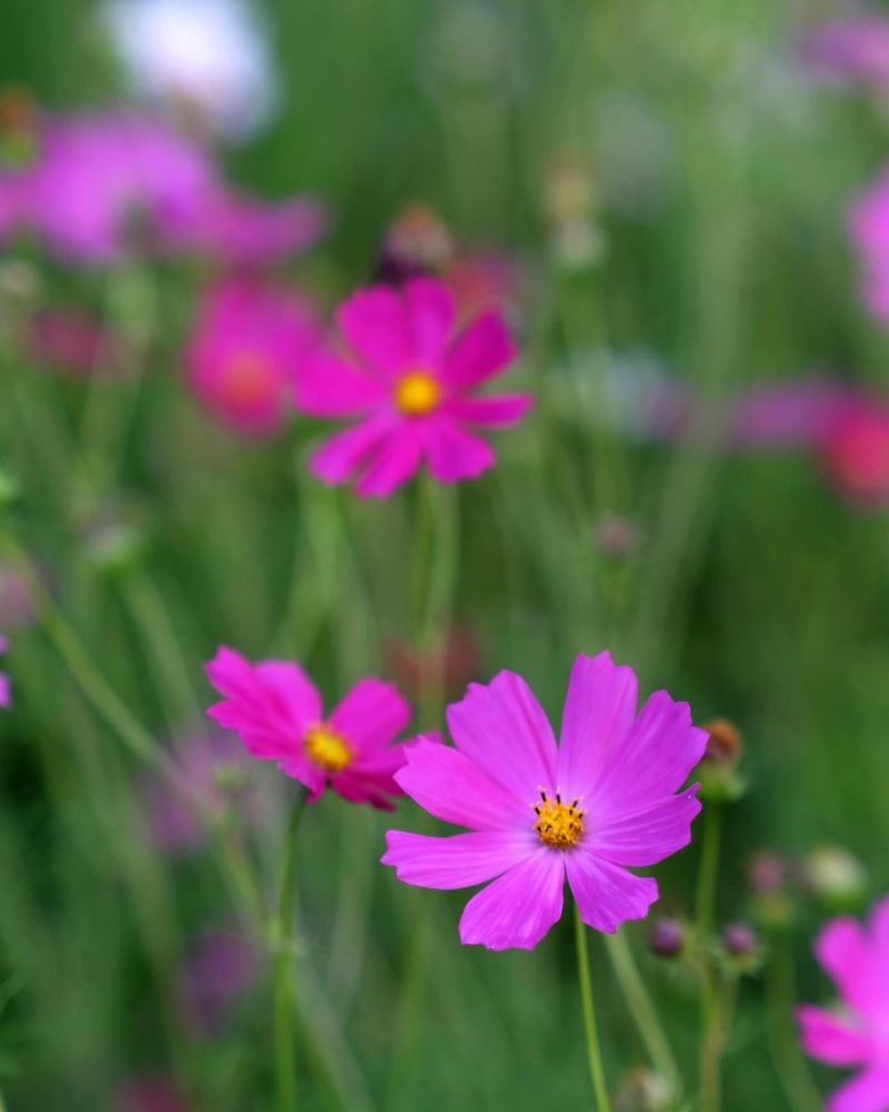 Cosmos