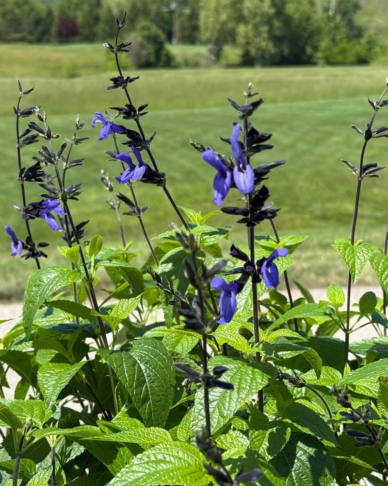 Salvia (Annual Sage)