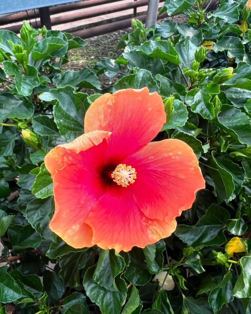 Hibiscus and Evolvulus