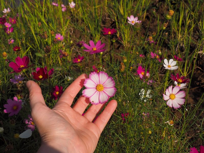 Cosmos