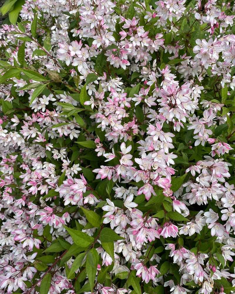 Deutzia