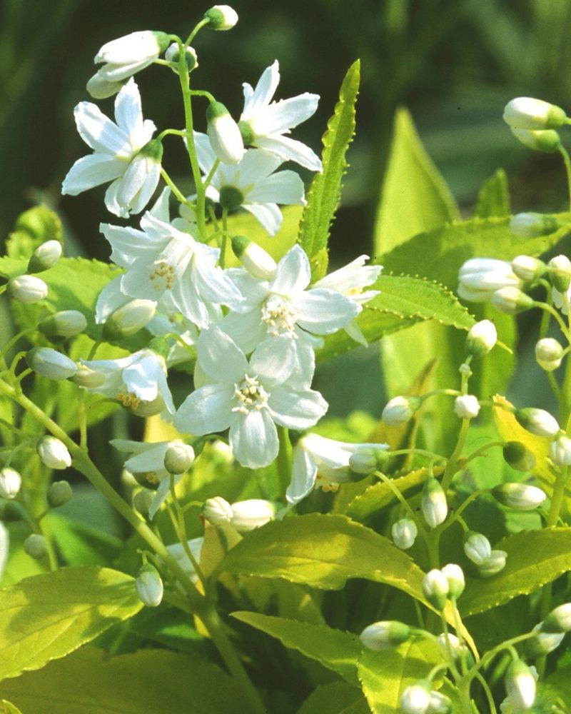 Deutzia