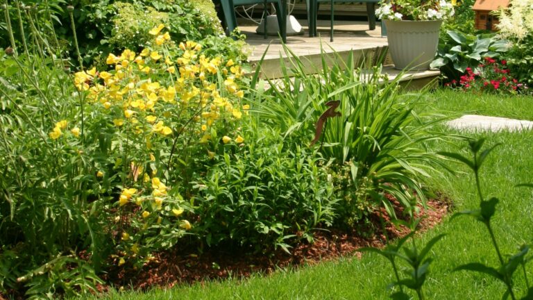 plant placement in backyard