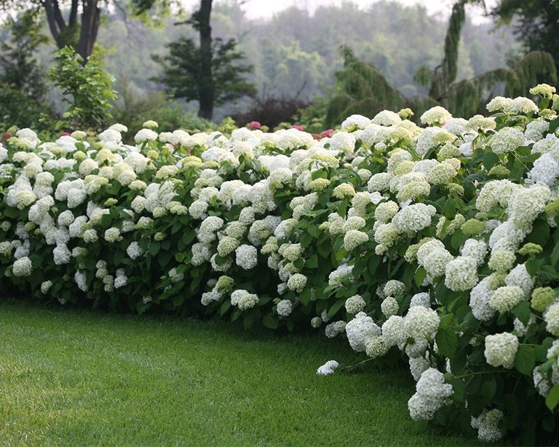 Incrediball Hydrangea