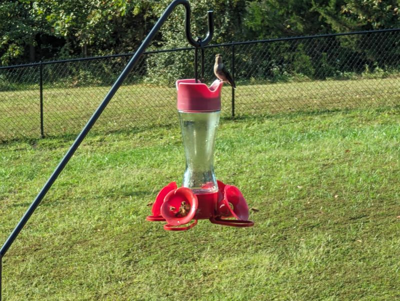 Near Bird Baths