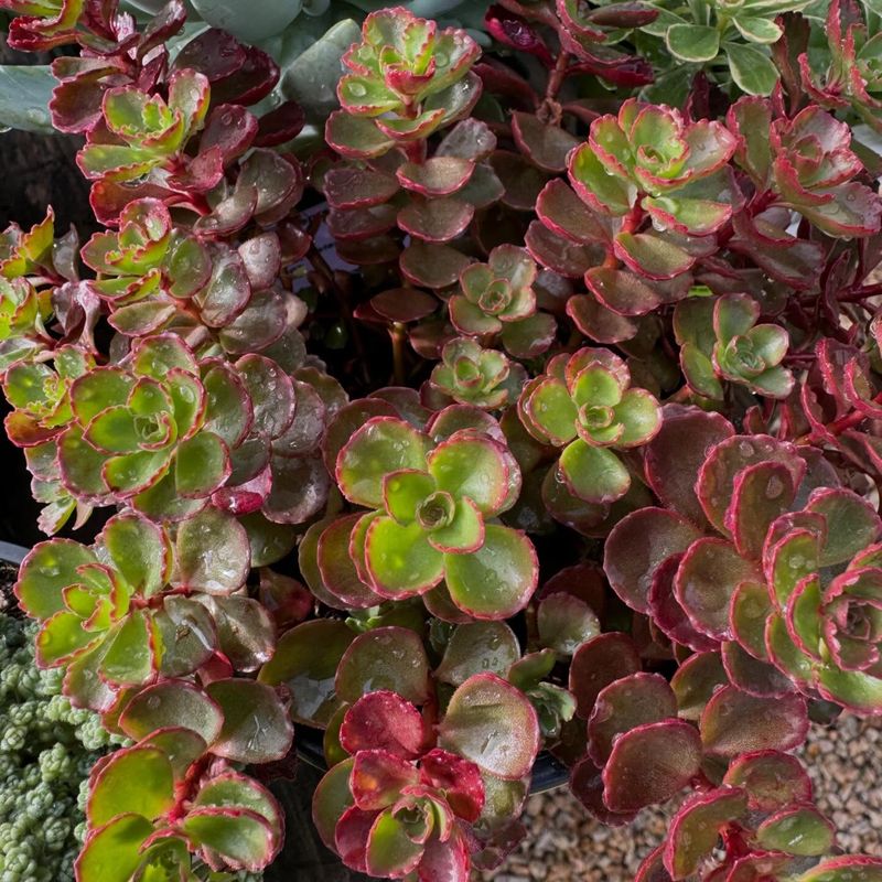 Sedum