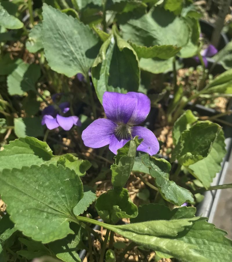 Violets: Pretty Purple Snacks