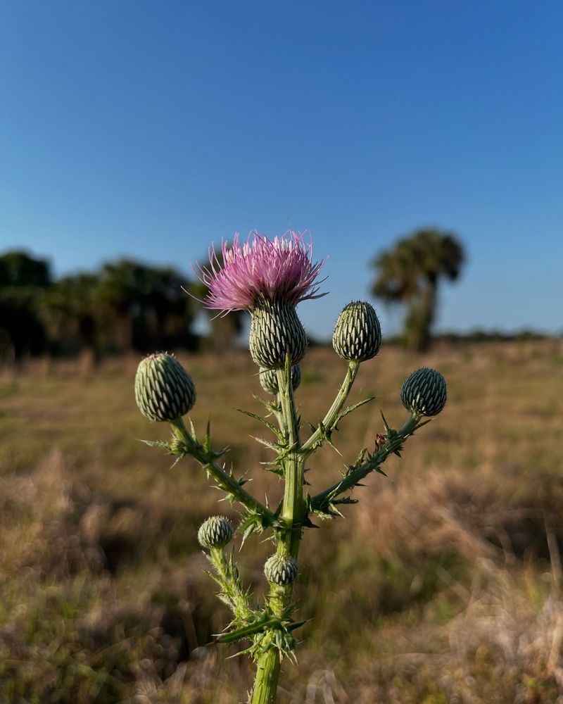Thistle (Cirsium spp.)