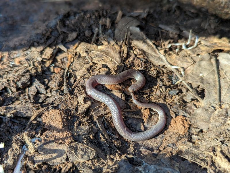 Earth Snake: The Underground Specialist