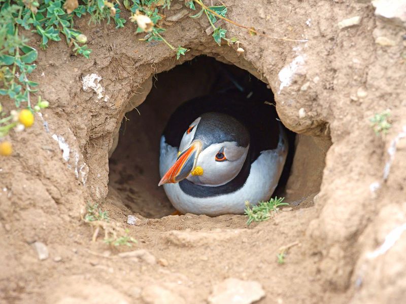 Install Puffin Nesting Boxes (With Expert Guidance)
