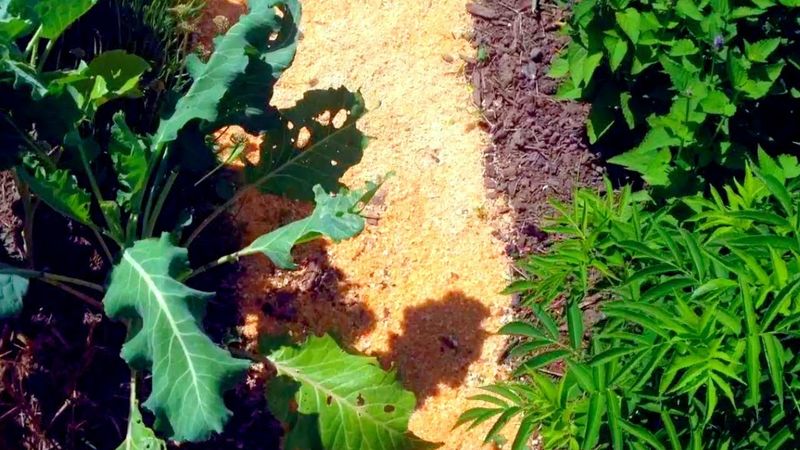 Sawdust