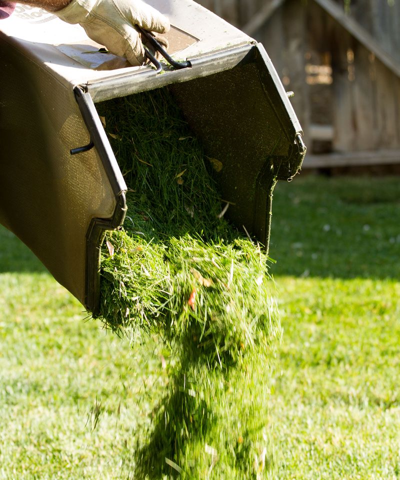Fresh Grass Clippings