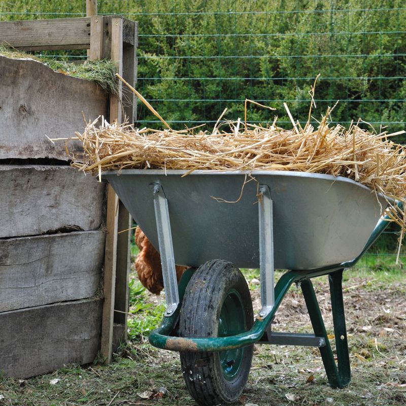 Straw or Salt Hay