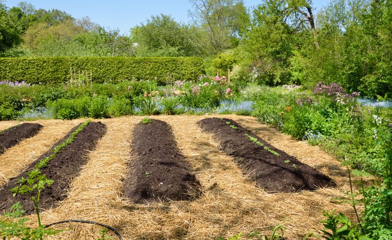 Outdoor Beet Stump Garden