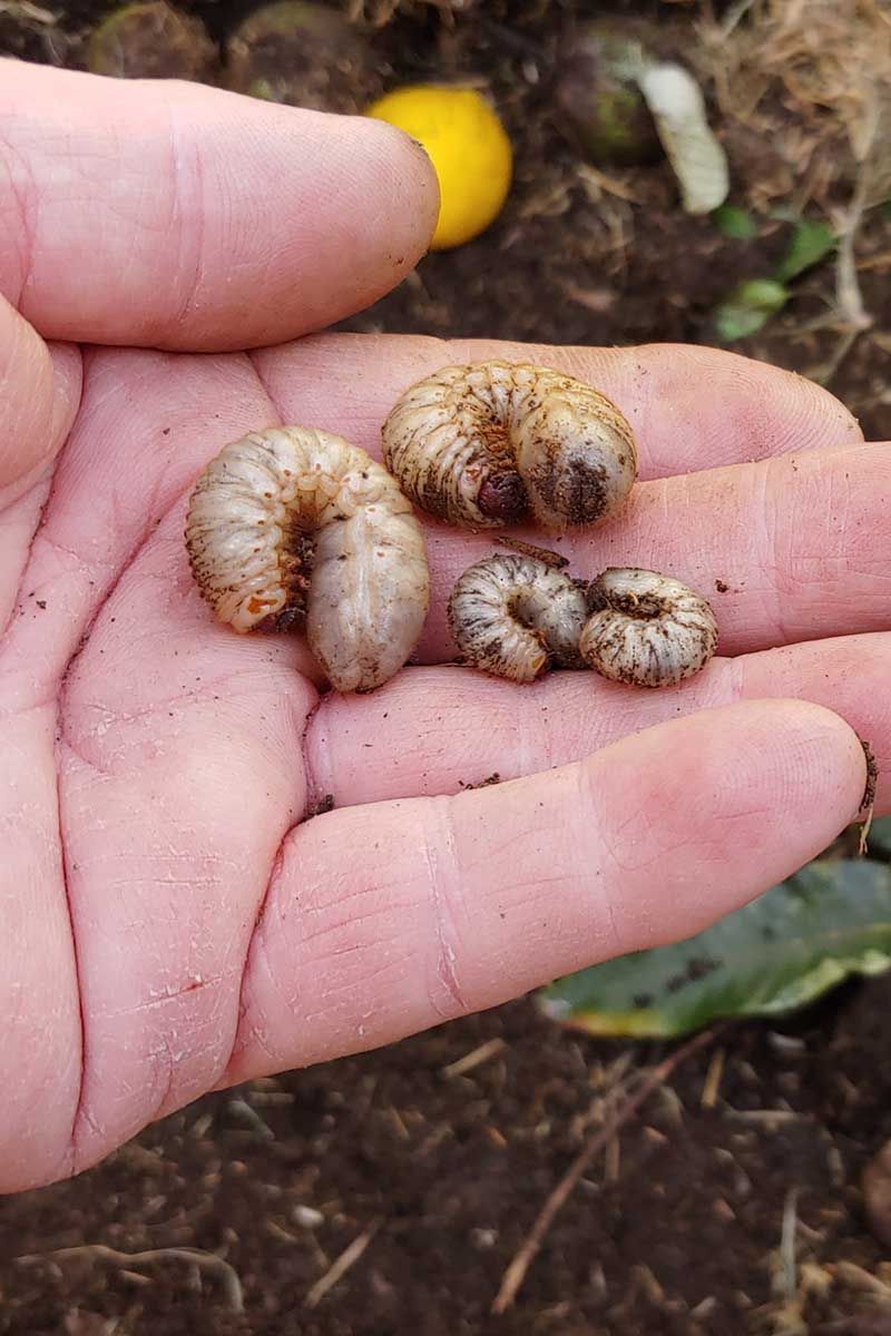 Cardboard Collar Cutworm Protection