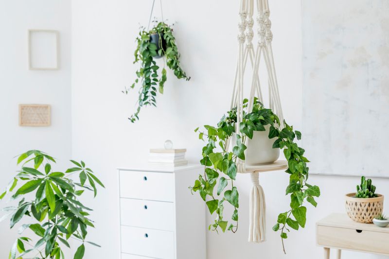 Hanging Basket Havens